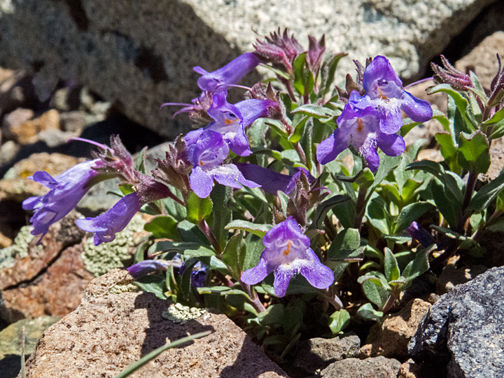 Harbour Penstemon 1.jpg